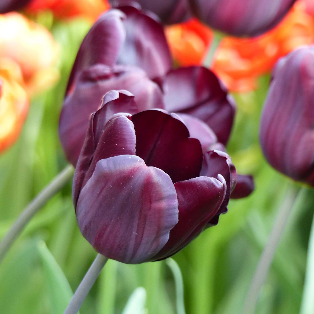 Tulipe Triomphe Continental