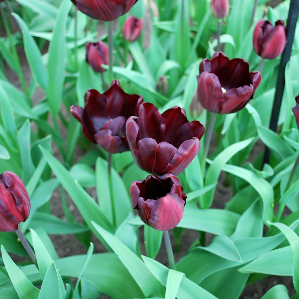 Tulipa Continental