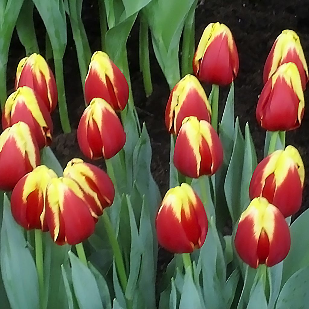 Tulipa Triumph Denmark