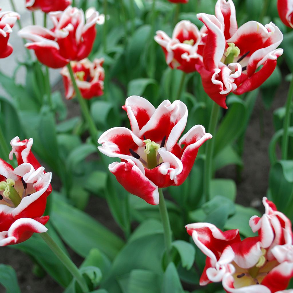 Tulipa Triumph Elegant Crown