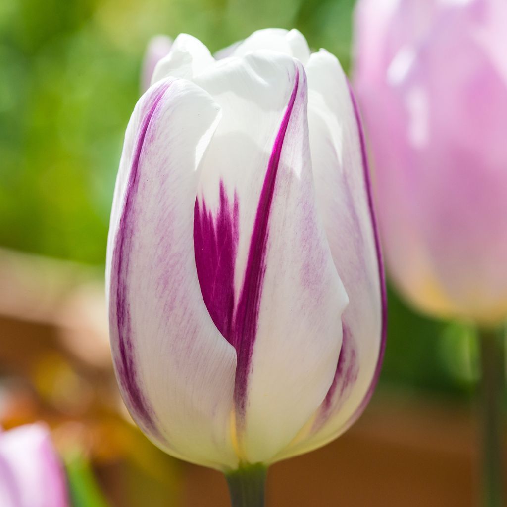 Tulipa Triumph Flaming Flag