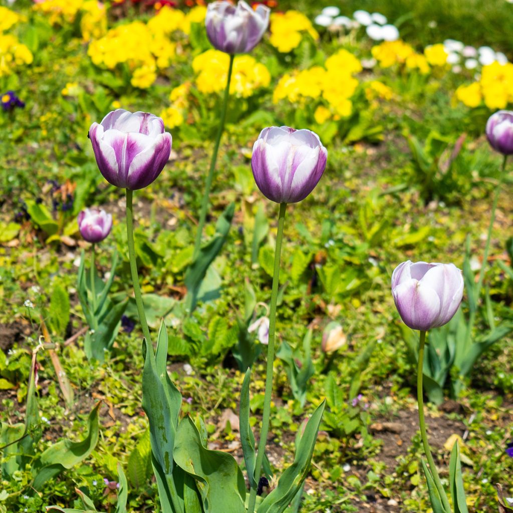 Tulipa Triumph Flaming Flag