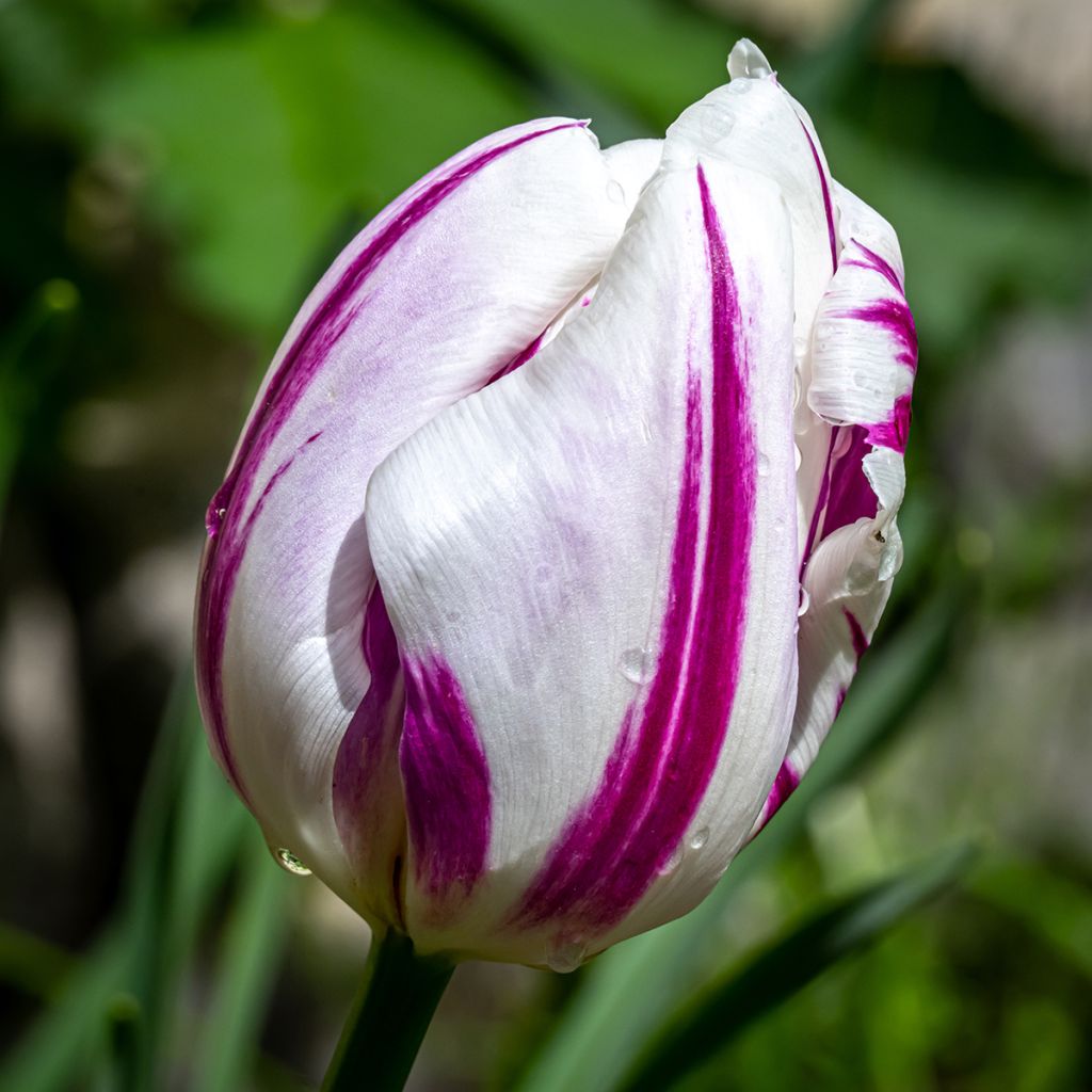 Tulipa Triumph Flaming Flag