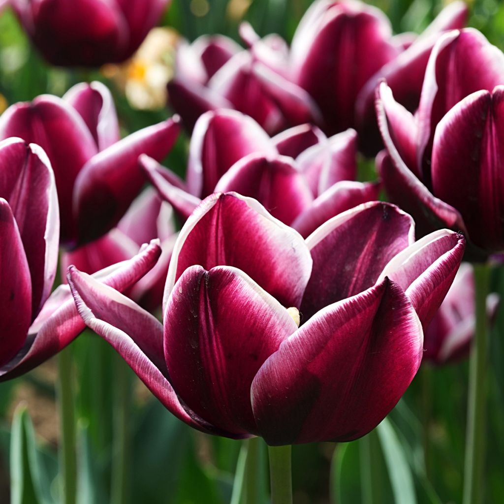 Tulipa 'Fontainebleau'