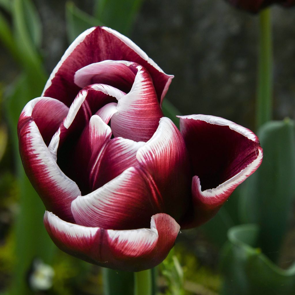 Tulipa 'Fontainebleau'