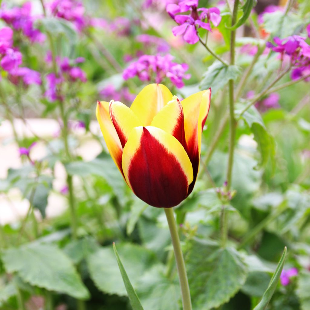 Tulipa Gavota - Triumph Tulip