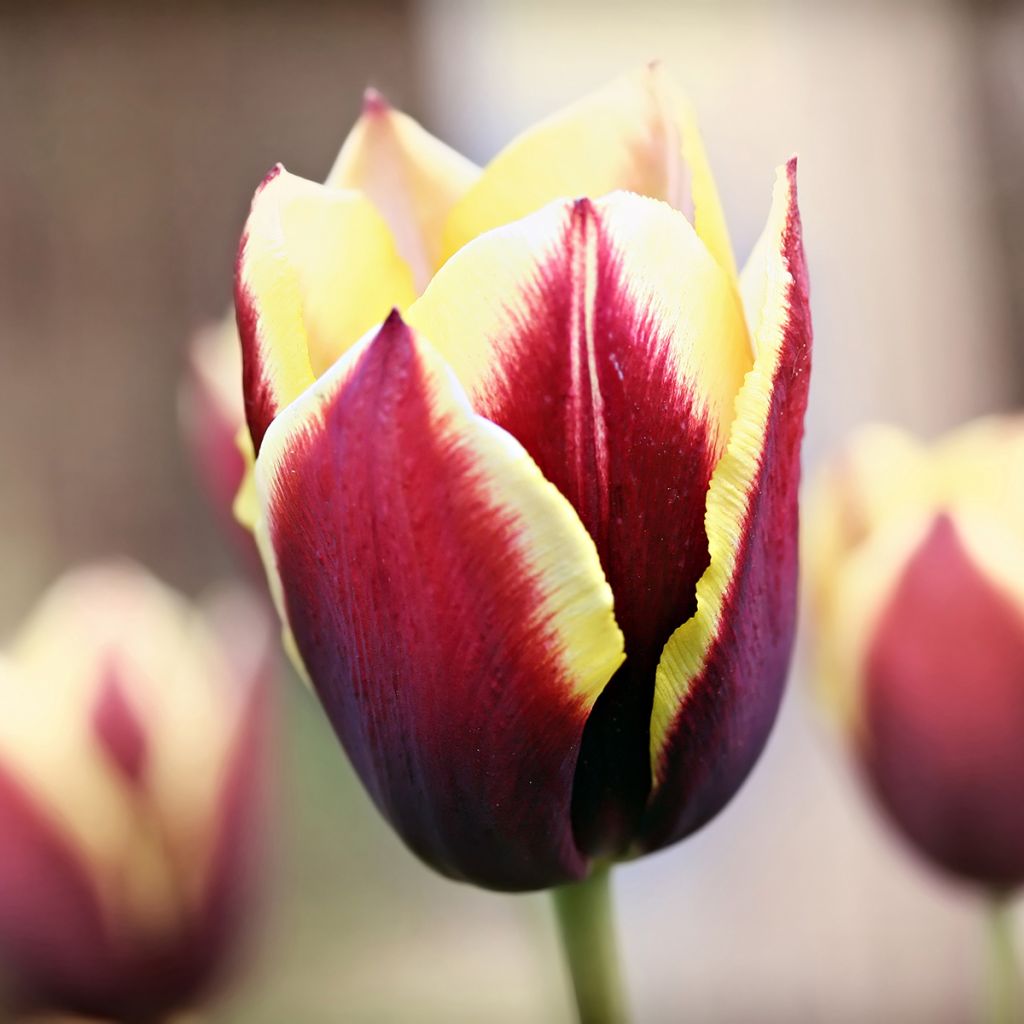 Tulipa Gavota - Triumph Tulip