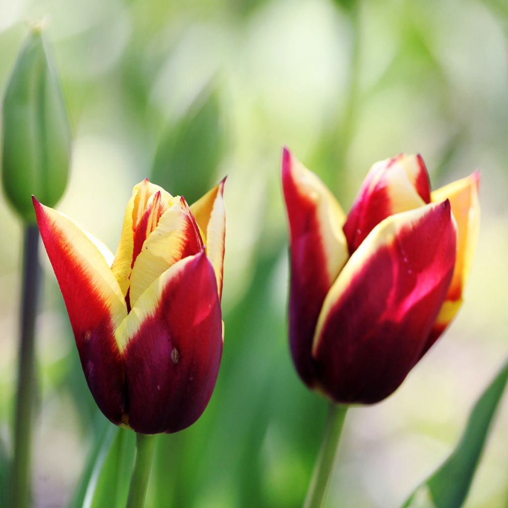 Tulipa Gavota - Triumph Tulip