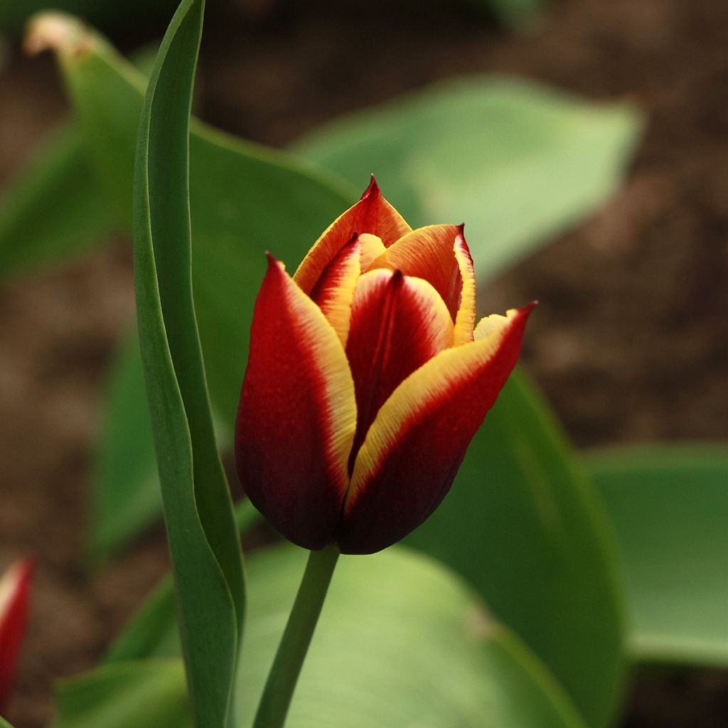 Tulipa Gavota - Triumph Tulip