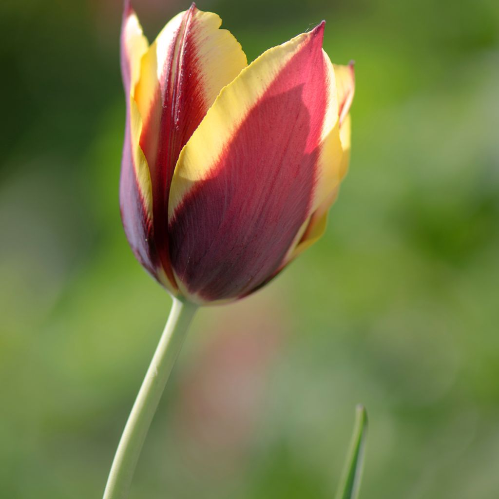 Tulipa Gavota - Triumph Tulip