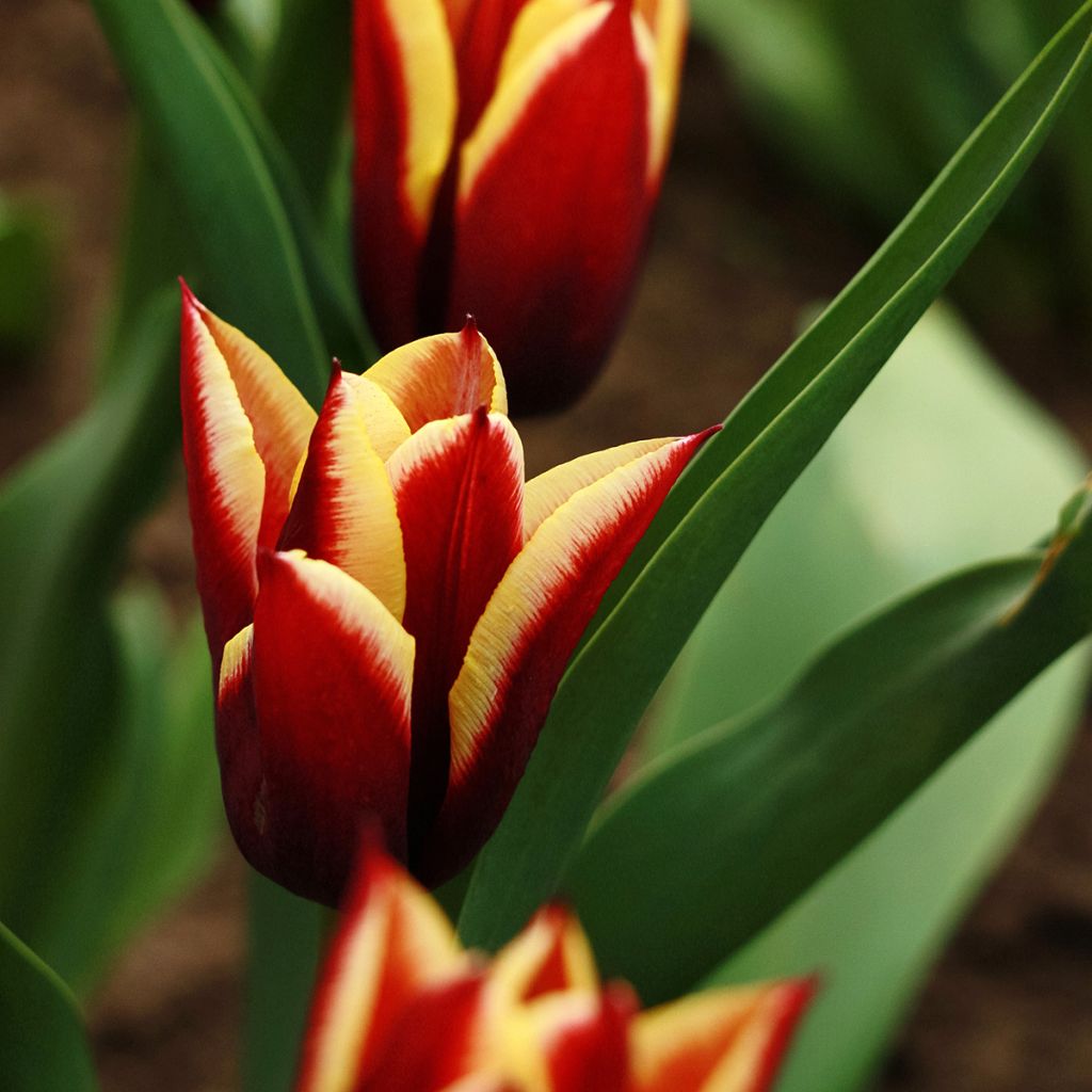 Tulipa Gavota - Triumph Tulip