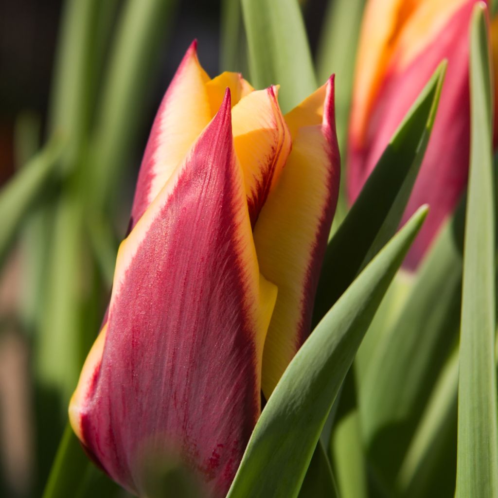 Tulipa Gavota - Triumph Tulip