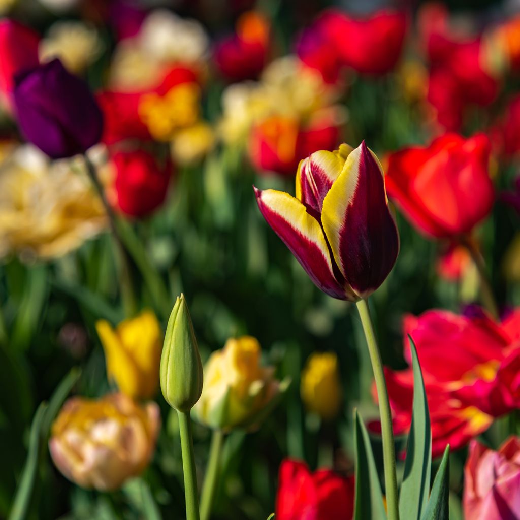 Tulipa Gavota - Triumph Tulip