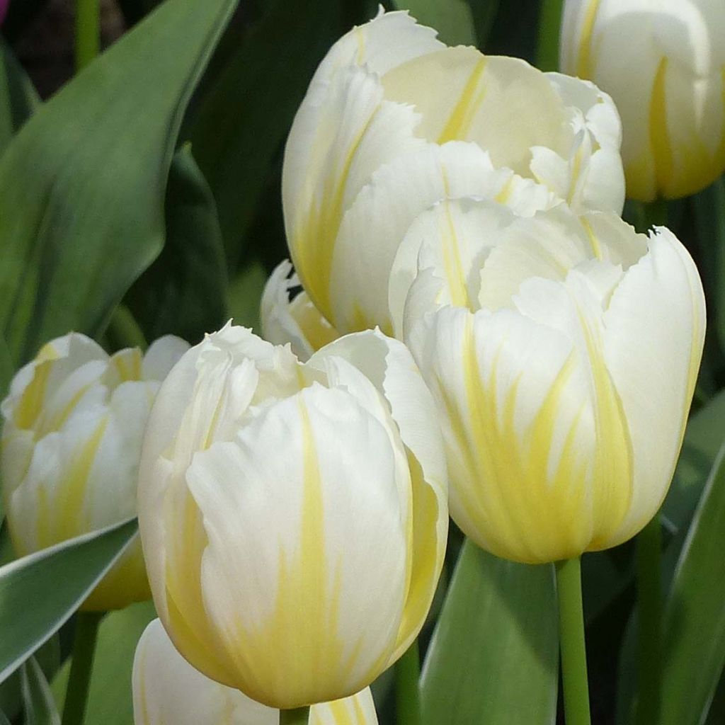 Tulipa Happy People - Triumph Tulip