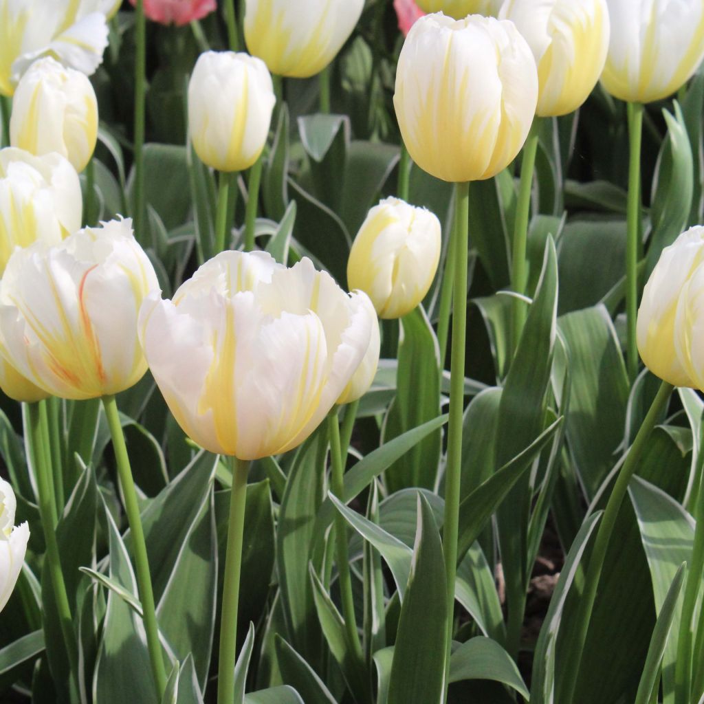 Tulipa Happy People - Triumph Tulip