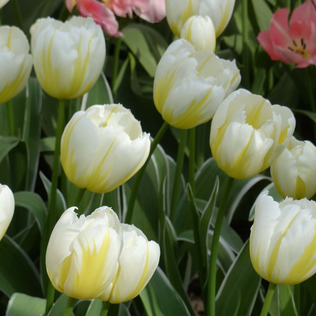 Tulipa Happy People - Triumph Tulip