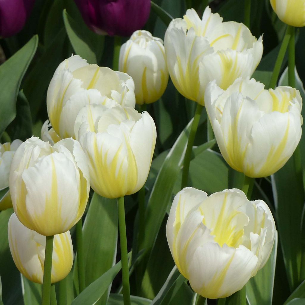 Tulipa Happy People - Triumph Tulip