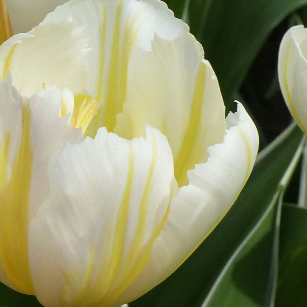 Tulipa Happy People - Triumph Tulip