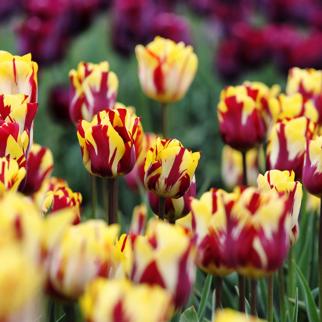 Tulipa Triumph Helmar