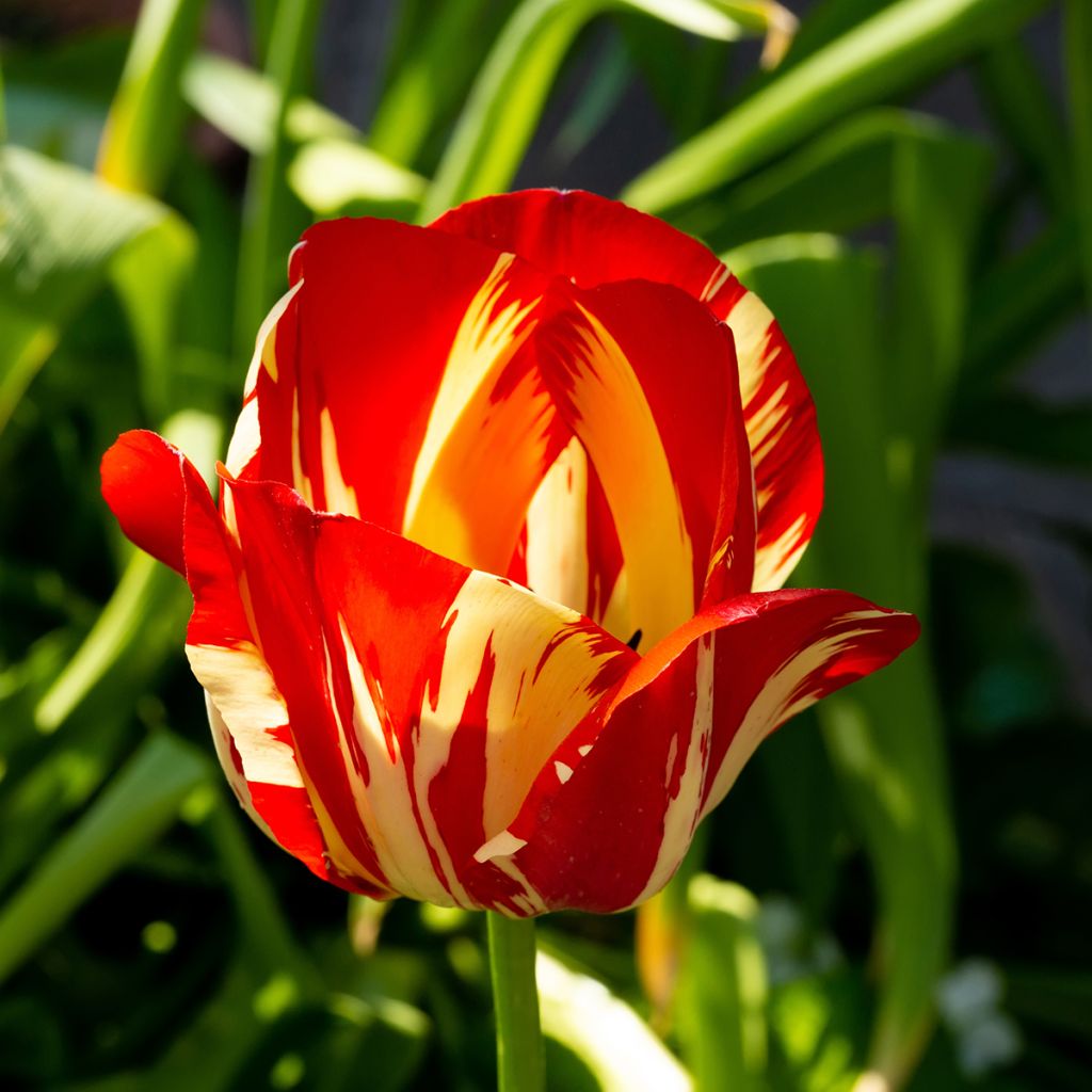 Tulipa Triumph Helmar