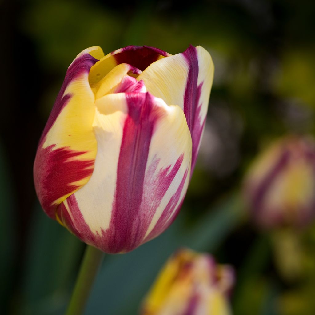 Tulipa Triumph Helmar