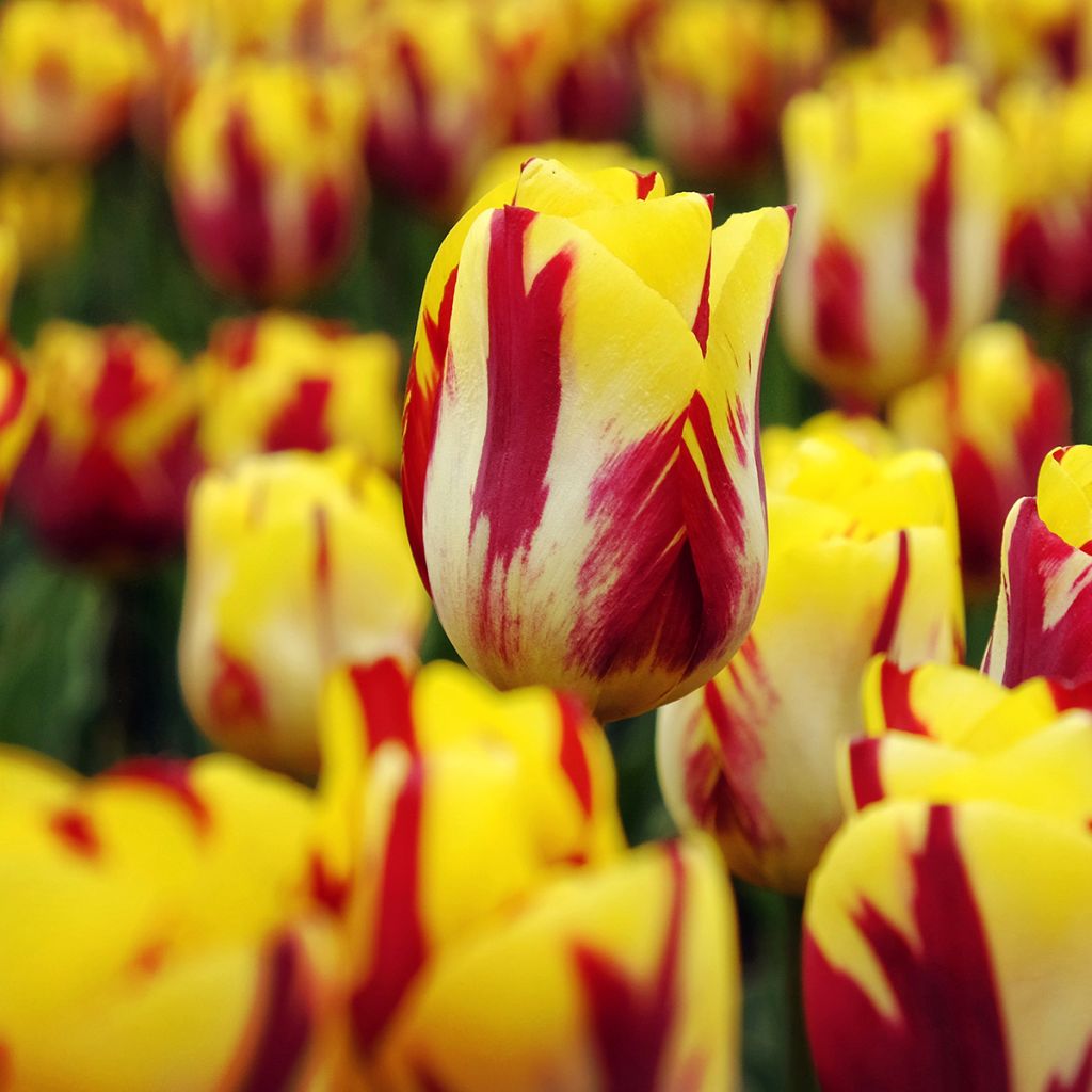 Tulipa Triumph Helmar