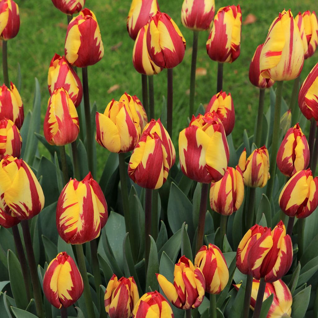 Tulipa Triumph Helmar