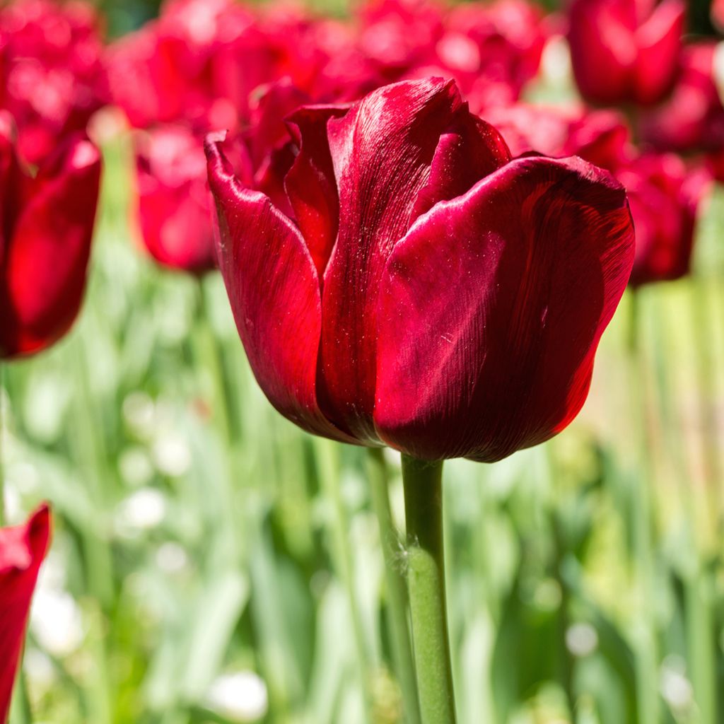 Tulipa 'Ile de France'