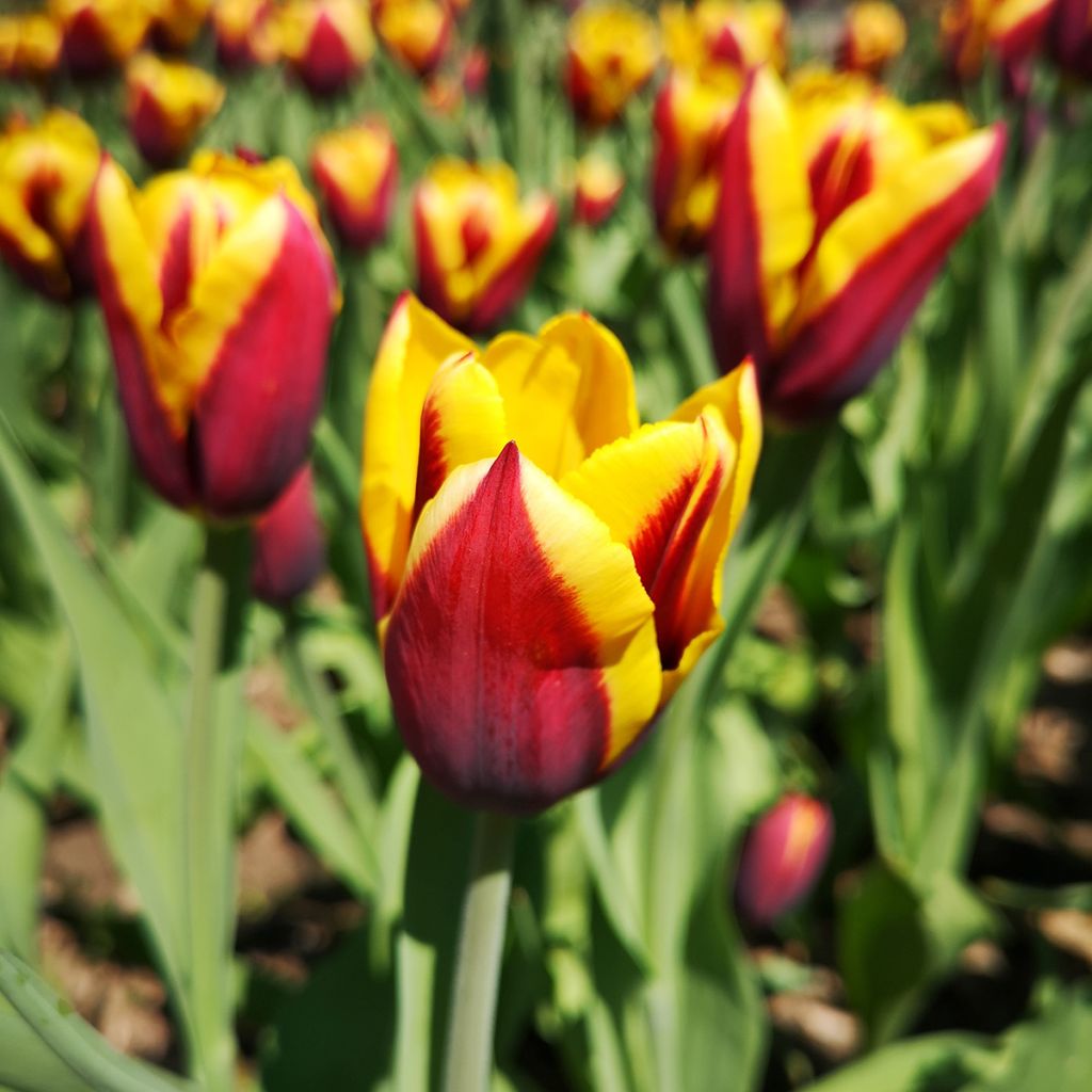 Tulipa Kees Nelis