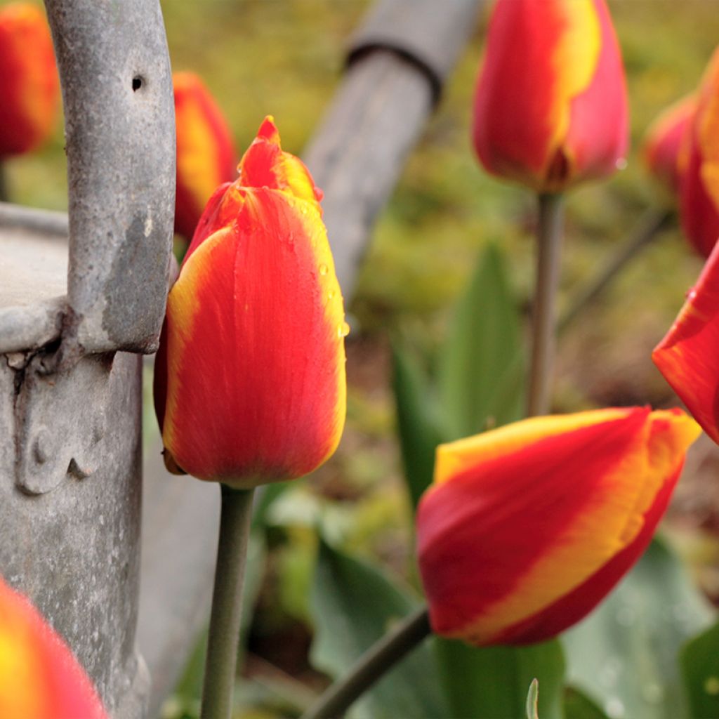 Tulipa Kees Nelis