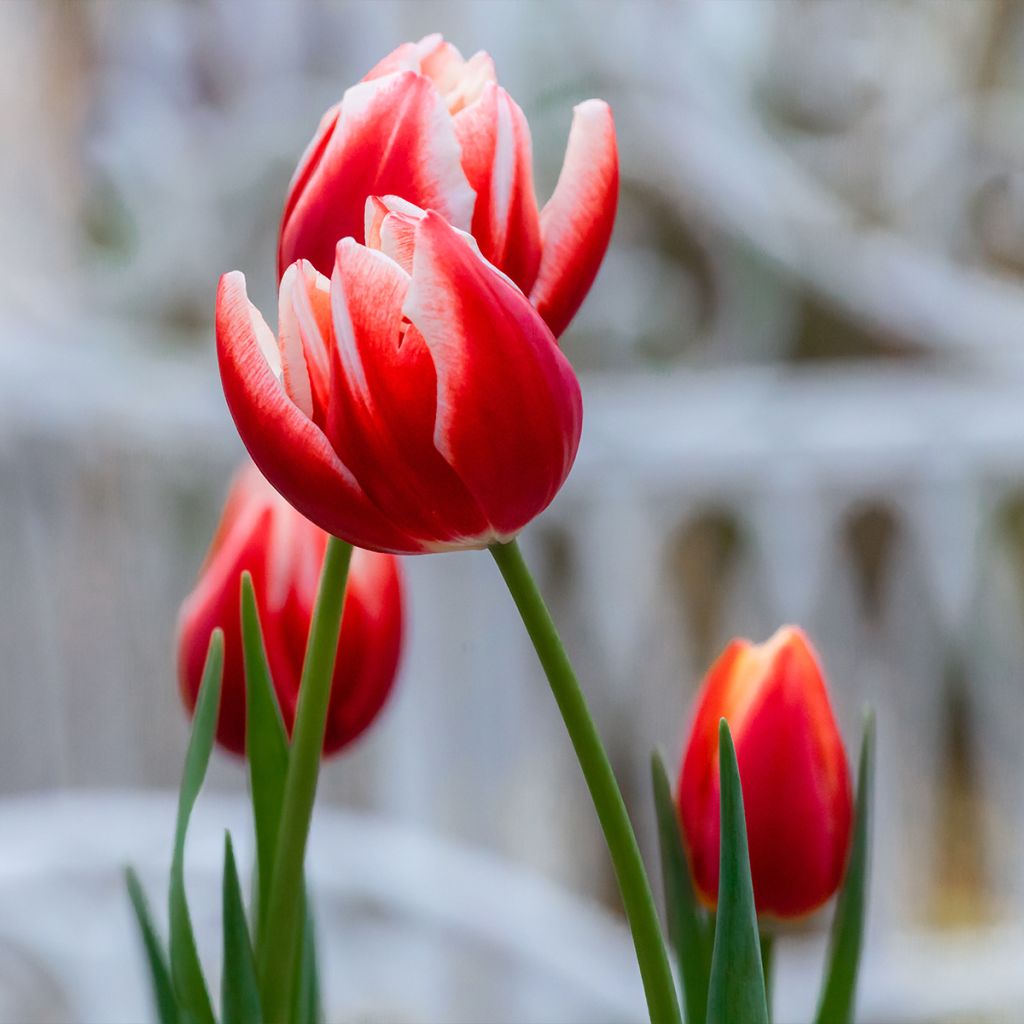 Tulipe Triomphe Leen van der Mark