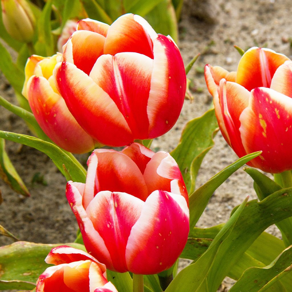 Tulipe Triomphe Leen van der Mark