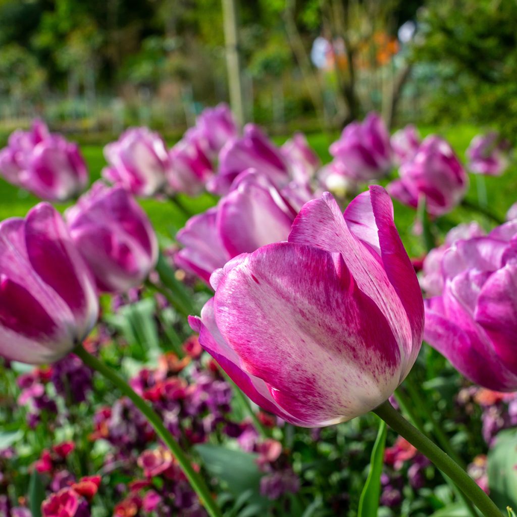 Tulipa Mata Hari - Triumph Tulip
