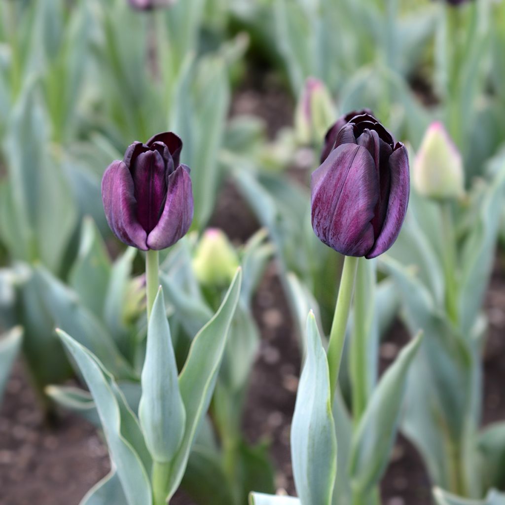 Tulipa Paul Scherer - Triumph Tulip