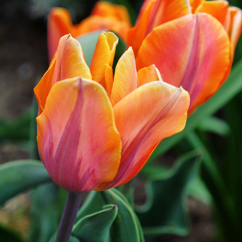 Tulipa Triumph Princesse Irene