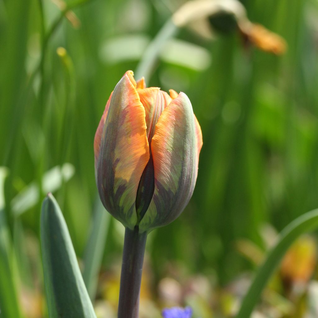 Tulipa Triumph Princesse Irene