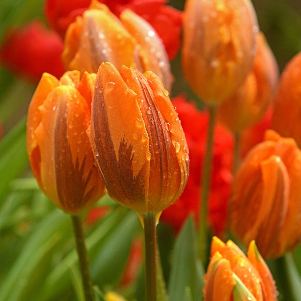 Tulipa Triumph Princesse Irene