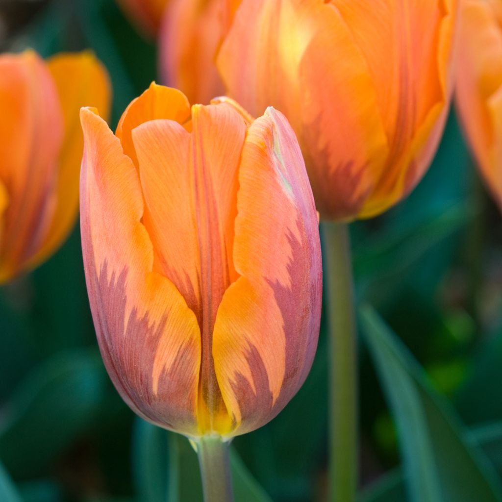 Tulipa Triumph Princesse Irene