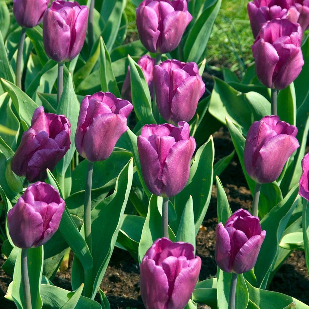 Tulipa Purple Flag - Triumph Tulip