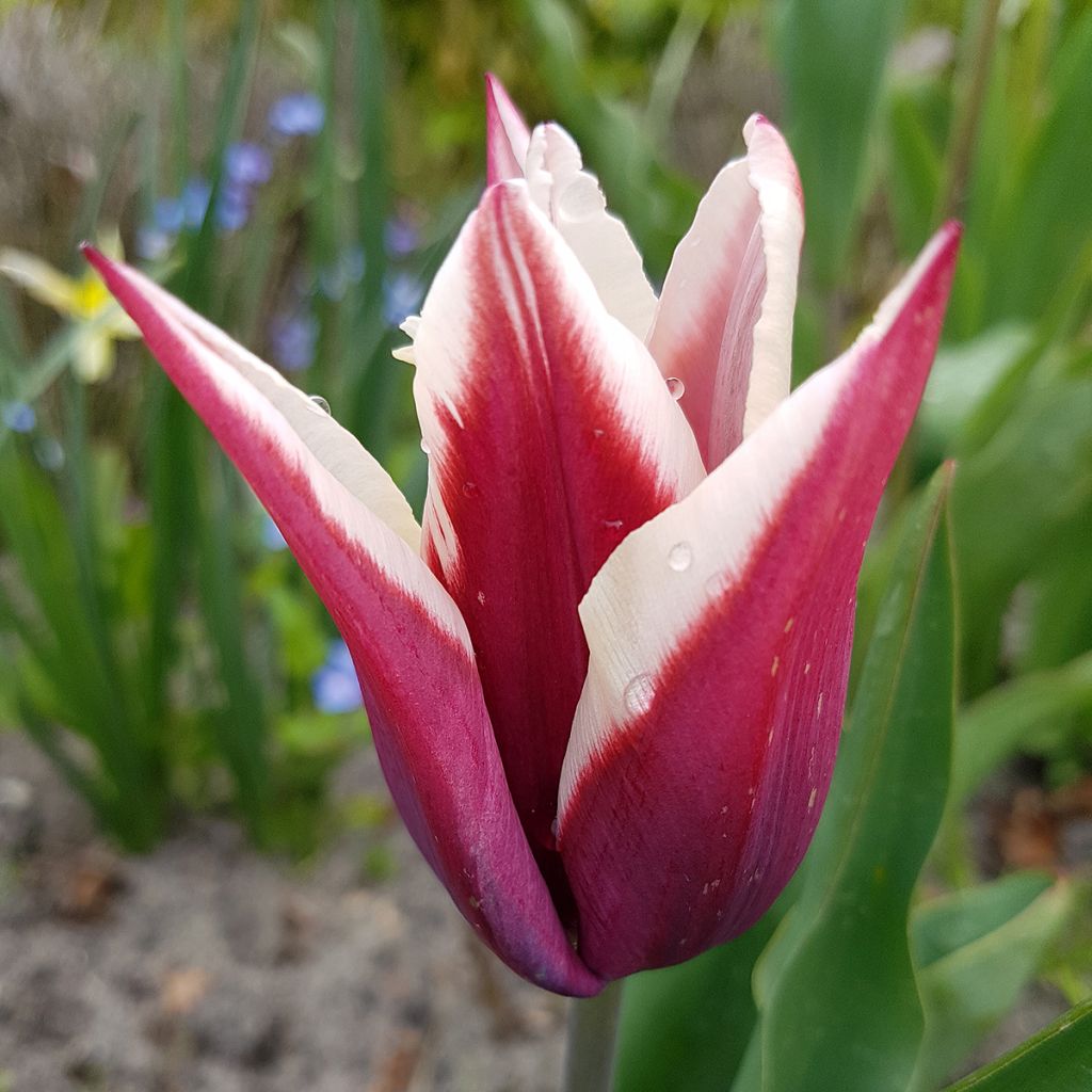 Tulipa Triumph Rajka - Triumph Tulip