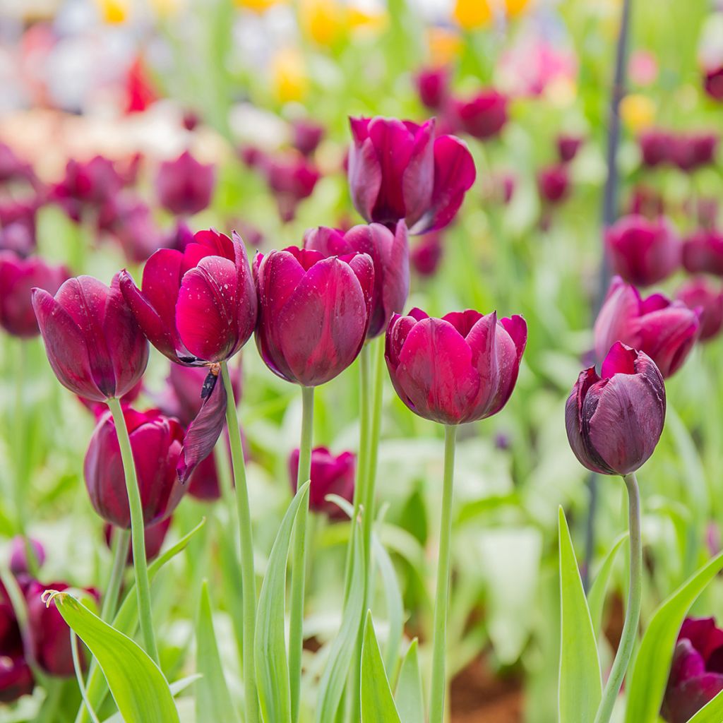 Tulipa Ronaldo - Triumph Tulip