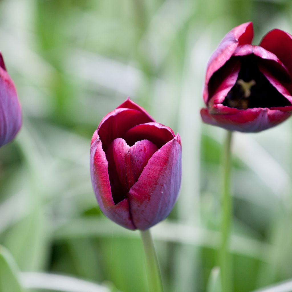 Tulipa Ronaldo - Triumph Tulip