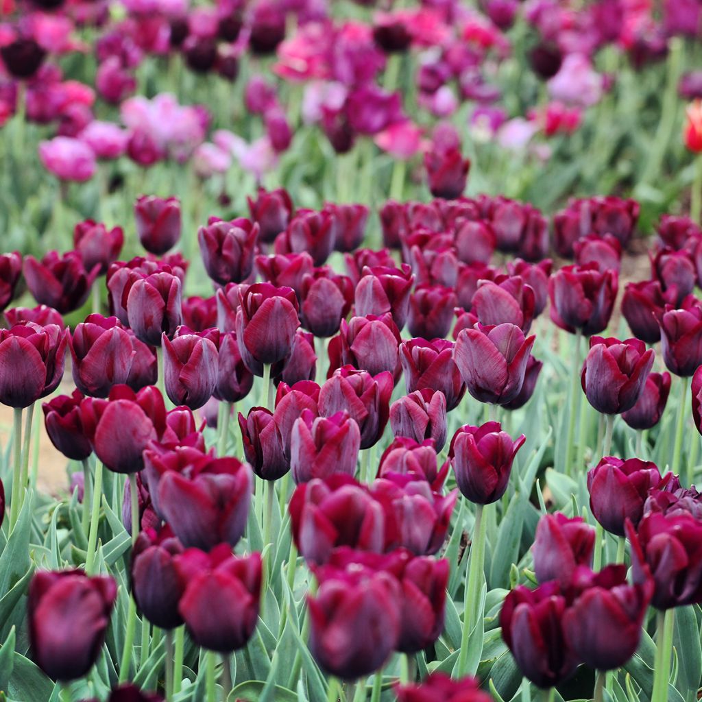 Tulipa Ronaldo - Triumph Tulip