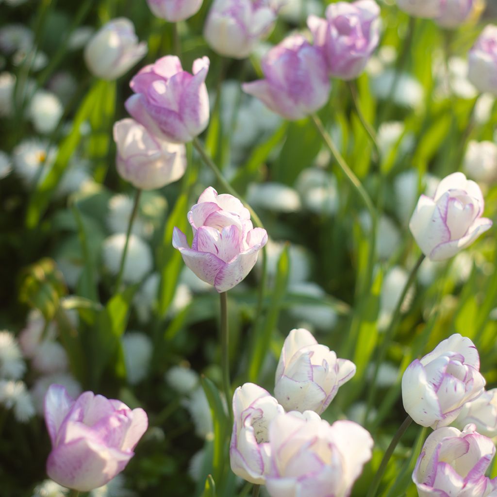 Tulipa Shirley - Triumph Tulip