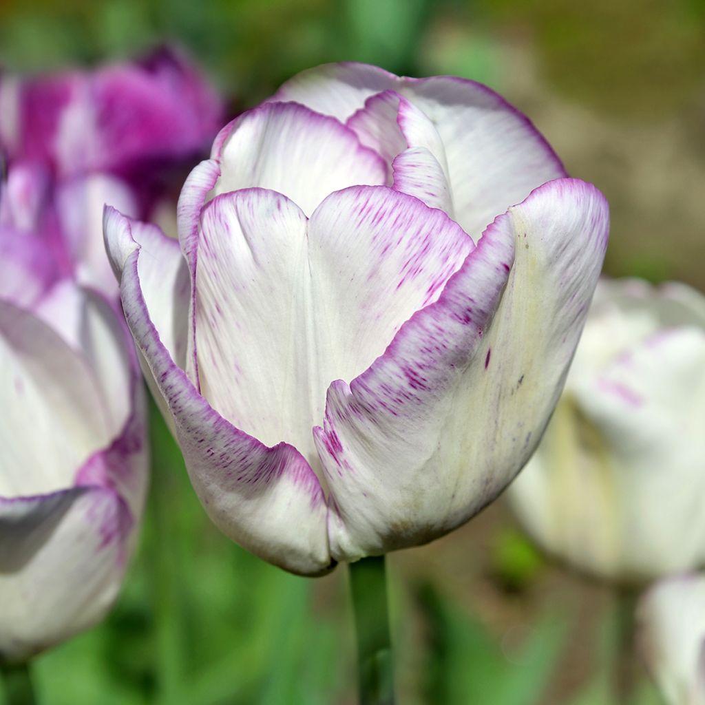 Tulipa Shirley - Triumph Tulip