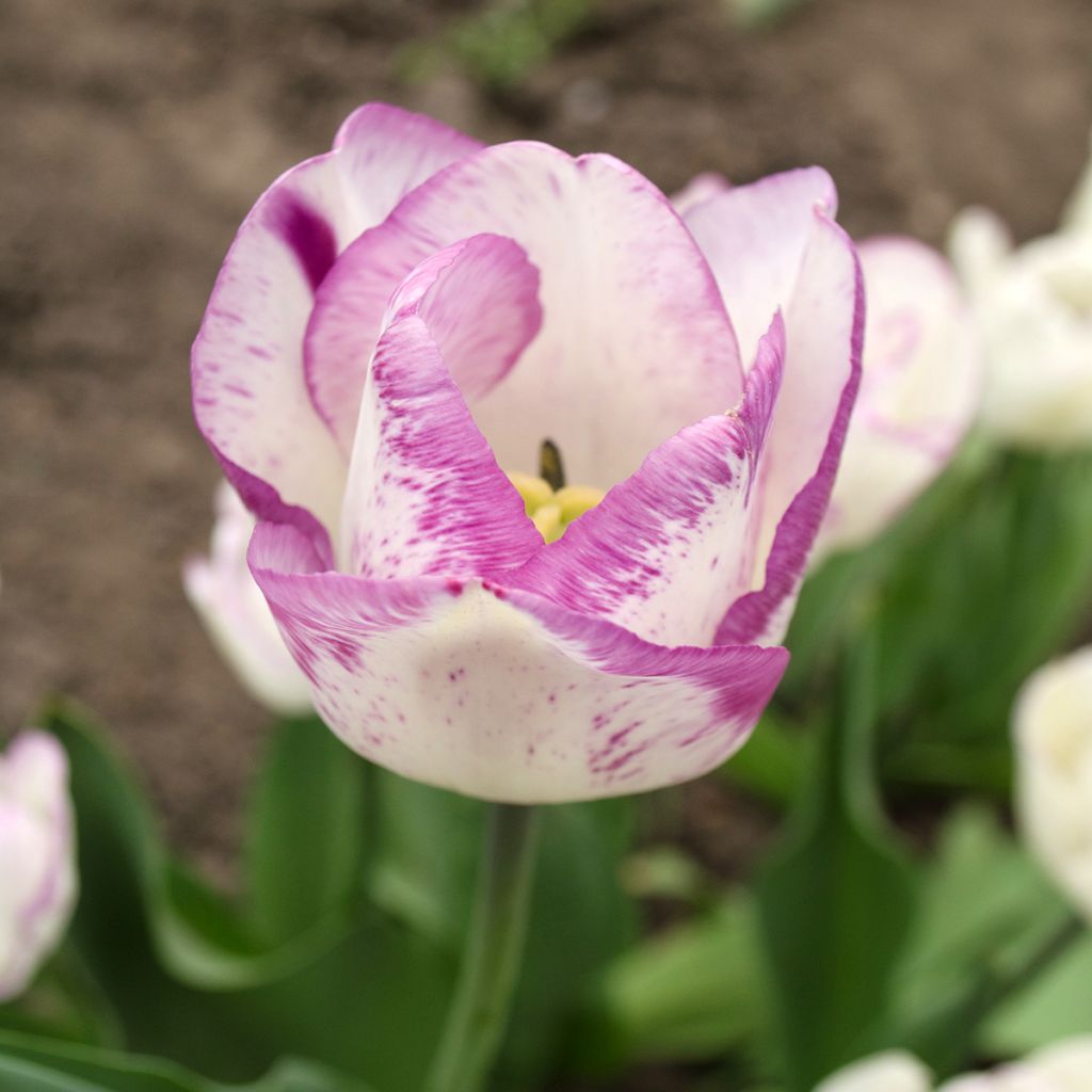 Tulipa Shirley - Triumph Tulip