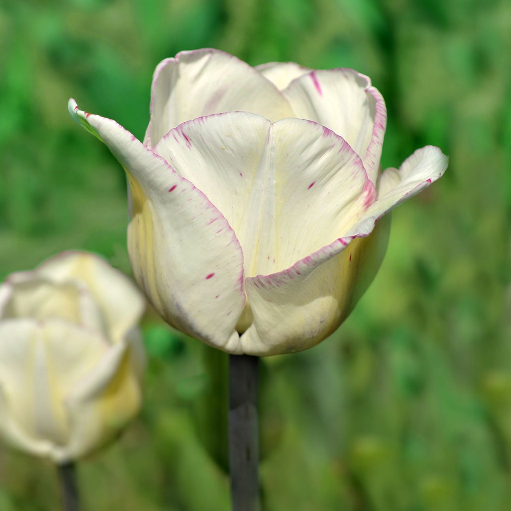 Tulipa Shirley - Triumph Tulip