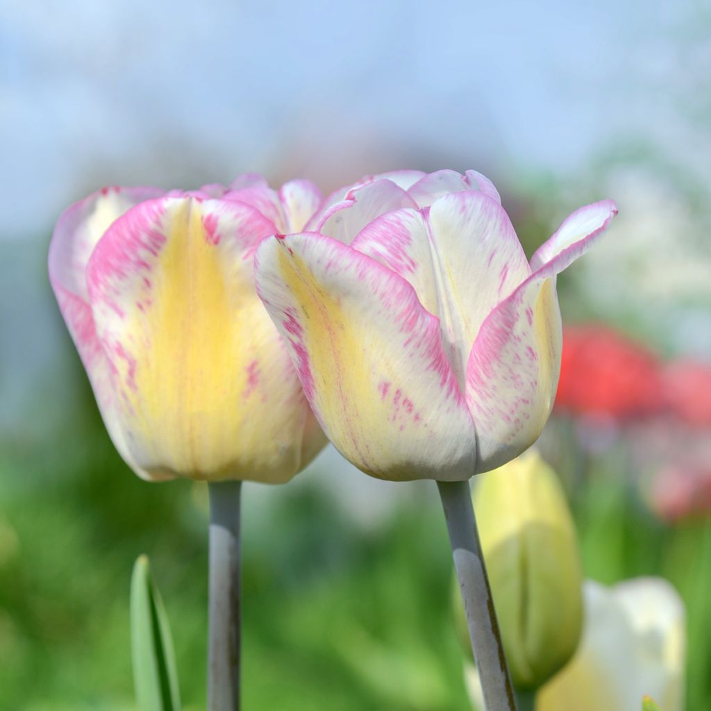 Tulipa Shirley - Triumph Tulip