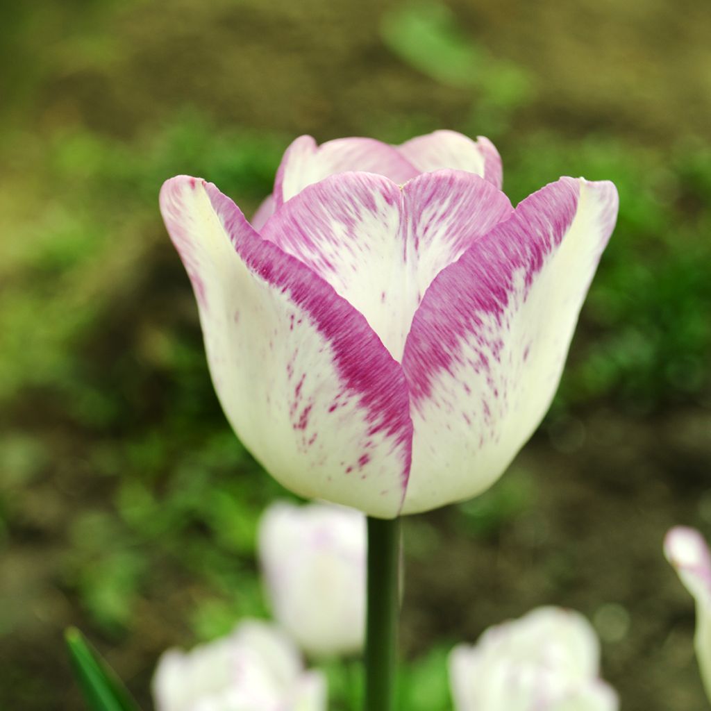 Tulipa Shirley - Triumph Tulip
