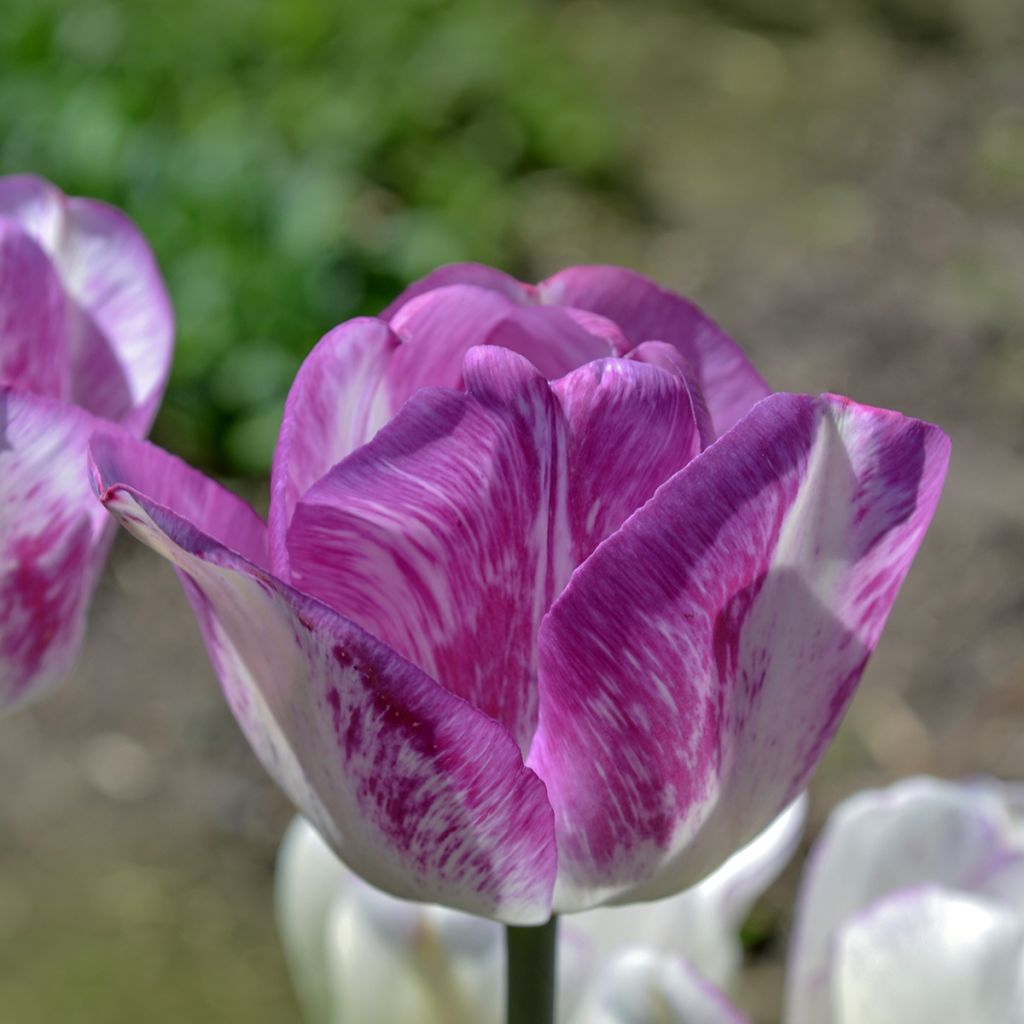 Tulipa Shirley - Triumph Tulip